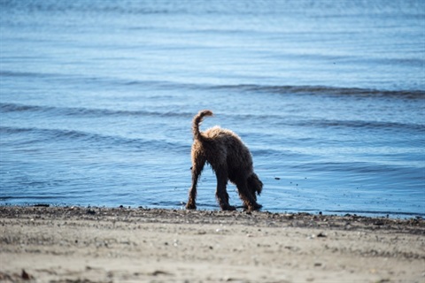 The Teacher S Pets 8 Steps To Help You Find Your Lost Dog Losing A Dog Losing A Pet Dog Names