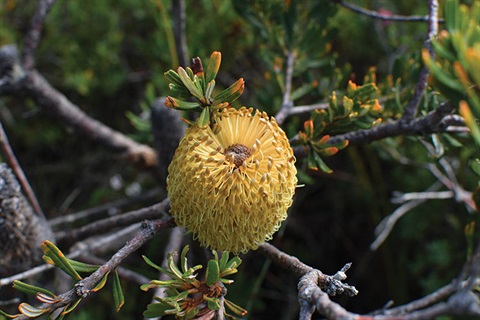 Silver-banksia-Banksia-marginata​-2020-late-July-Photo-John-Sampson.jpg