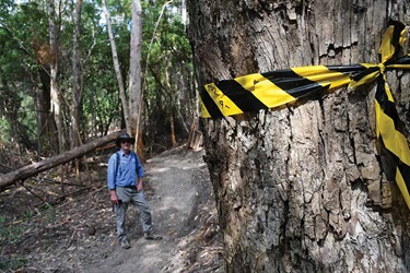 Protecting big trees