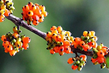 Karamu berries