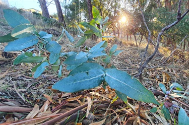 Blue gum sapling