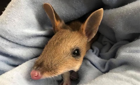 eastern-barred-bandicoot-Image-courtesy-Bonorong.jpg