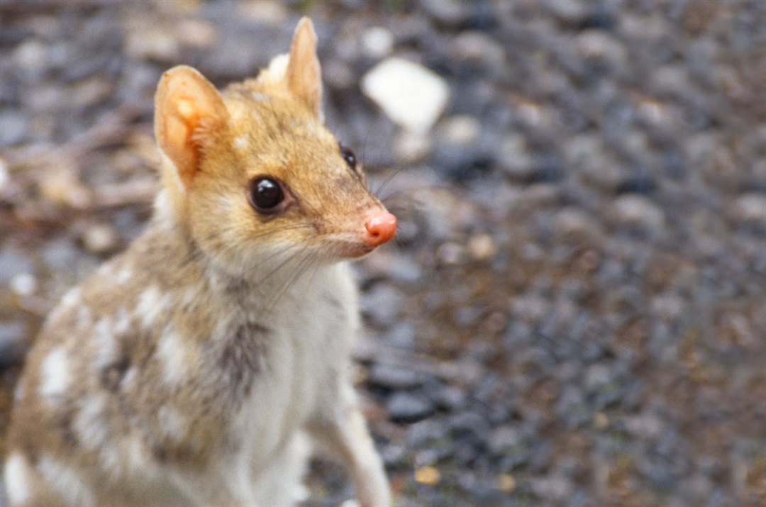 Threatened species - City of Hobart, Tasmania Australia