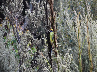 Rosella hiding in the grass