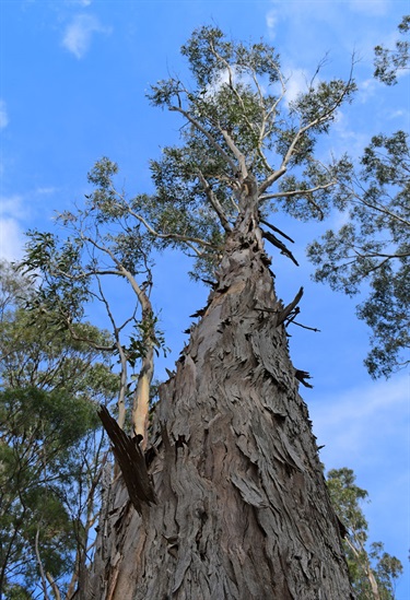 Bluegum