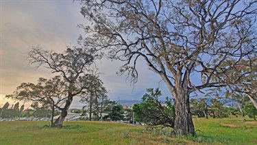 Queens Domain White Gums