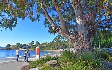 Sandy Bay beach tree