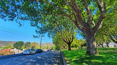 Street trees avenue