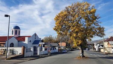 Street trees autumn gold