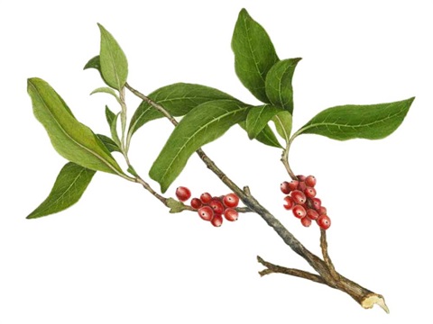 Illustration of karamu with berries.