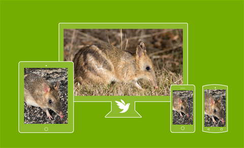 iNaturalist-Backyard-Bandicoots-graphic.png