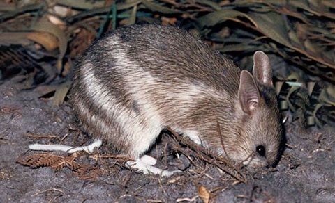 eastern-barred-bandicoot-digging-for-food.jpg