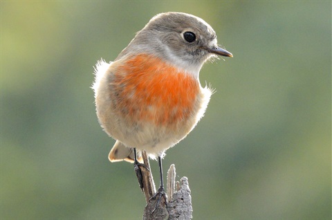 Scarlet robin-photo Michael Roberts