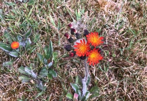 Orange hawkweed in flower.jpg