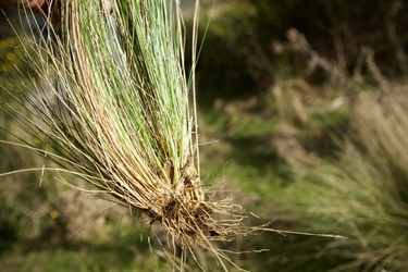 Serrated tussock