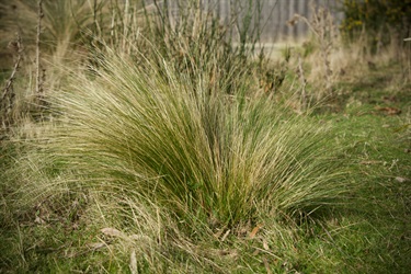 Serrated tussock