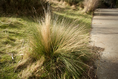 Serrated tussock on footpath.