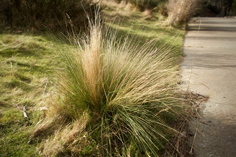 Serrated tussock on footpath.