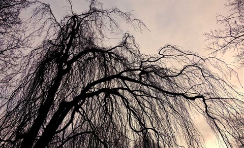 Willows-Source-Pixabay.jpg