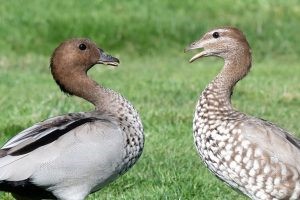 Australian Wood Duck (photo credit: Helen Cunningham)