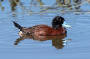 Blue duck (photo credit: Helen Cunningham)