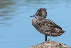 Freckled duck (photo credit: Helen Cunningham)