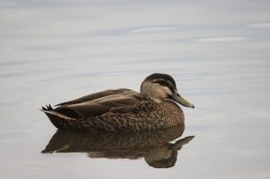 Mallard x black duck hybrid (photo credit: Helen Cunningham)