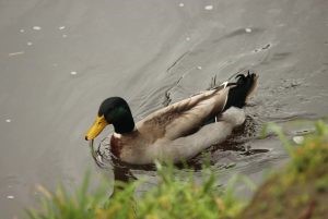 Mallard (photo credit: Helen Cunningham)