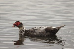 Muscovy duck (photo credit: Helen Cunningham)