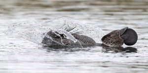 Musk Duck (photo credit: Helen Cunningham)