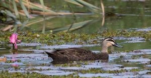 Pacific black duck (photo credit: Helen Cunningham)