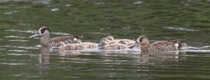 Pink-eared ducks (photo credit: Helen Cunningham)