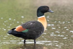 Shelduck (photo credit: Helen Cunningham)