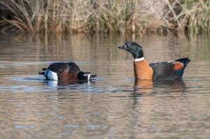 Shelducks (photo credit: Helen Cunningham)