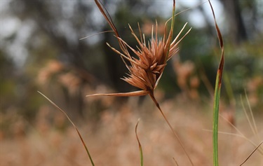 Grassland seed head