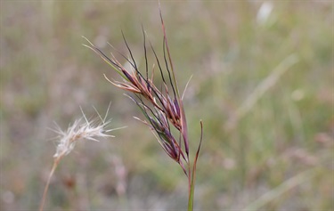 Kangaroo grass