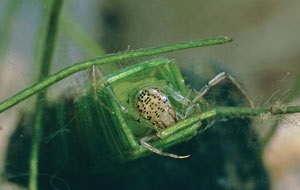 Caddis-Oecetis-300px.jpg