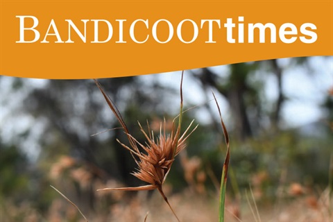 Bandicoot Times