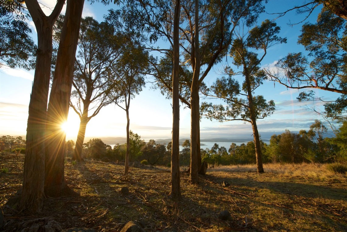 Bicentennial-Park-view-trees-bay-Medium.jpg