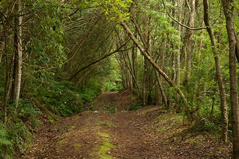Pipeline Track