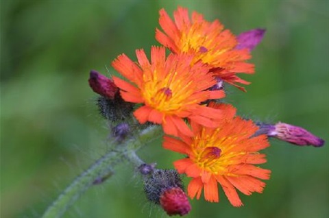 Orange hawkweed