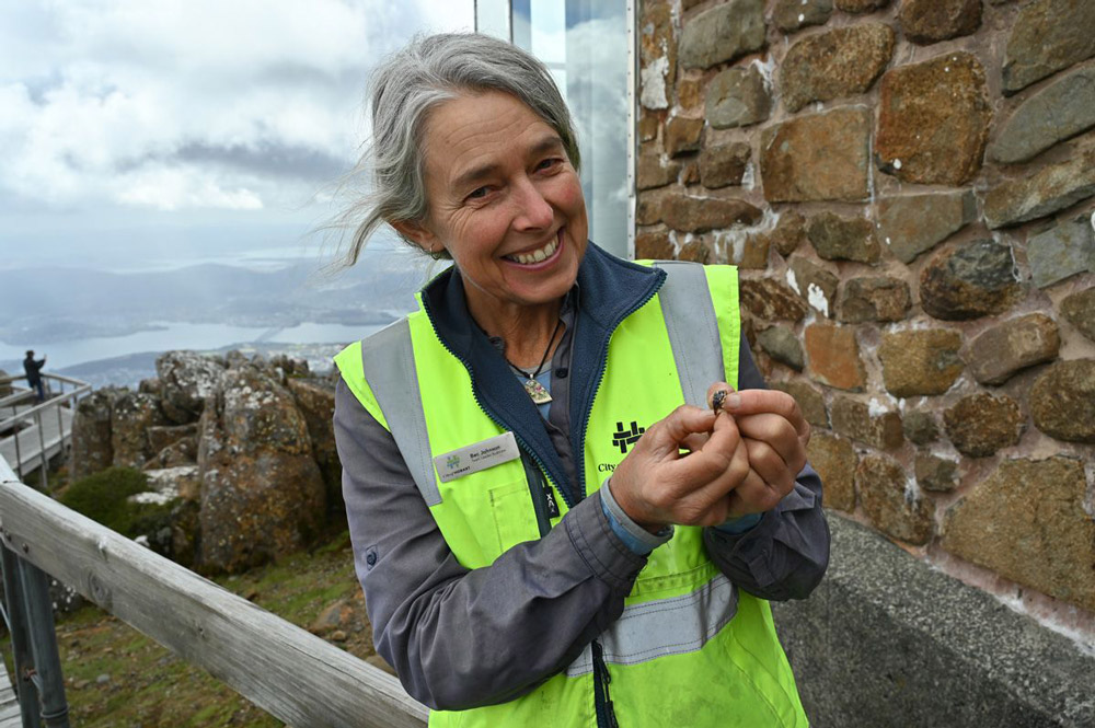 Clean Up Australia Day on kunanyi / Mt Wellington