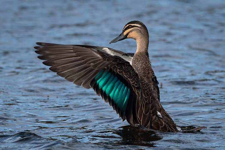 Pacific black duck (Photo: Helen Cunningham)