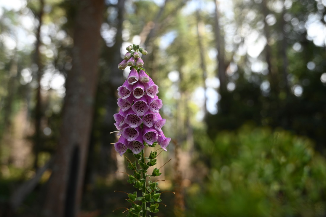 Waterworks-Reserve-Foxglove-1.jpg