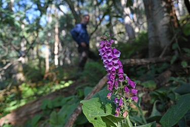 Foxglove