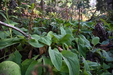 Foxglove