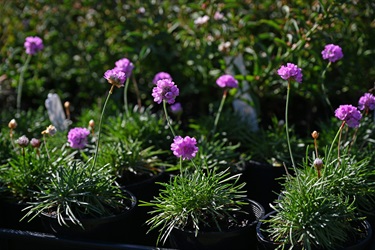 Nature-strip-plants-7443.jpg