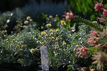 Nature-strip-plants-7445.jpg