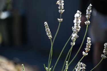 Nature-strip-plants-give-away-launch-2025-June-5-JS1_7450.jpg