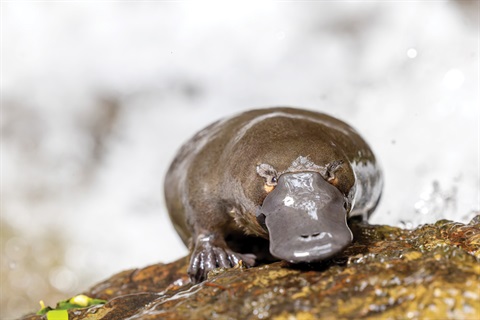 Platypus-on-Hobart-Rivulet-Courtesy-Hobart-Rivulet-Platypus.jpg